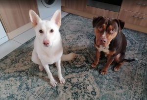 Reece - Dog Training Client