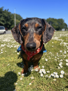 Yasmin - Dog Training Client