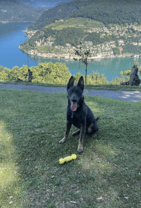 Dorian - Dog Training Client
