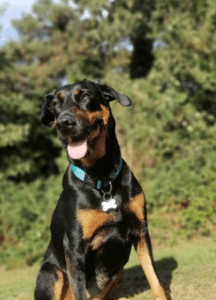 Phil - Dog Training Client