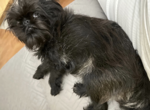 Patricia - Dog Training Client