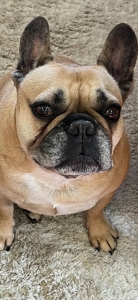 J.R - Dog Training Client